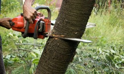 Best 8 Arborists & Tree Trimming Services in New Jersey