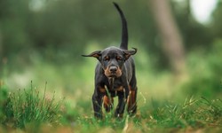 Balancing Playtime and Rest for European Doberman Puppies