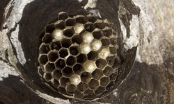 Wasp Nest Removal: A Step-by-Step Guide for Safe and Effective Control
