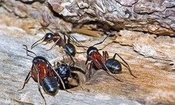 Banishing the Tiny Invaders: The Essential Guide to Choosing an Ant Exterminator