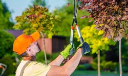 Top 10 Best Tree Service in Westwood