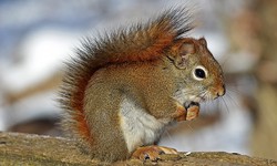 Winning the Whiskered War: The Art of Squirrel Pest Control