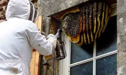 Same-Day Pest Relief: Fast and Reliable Service