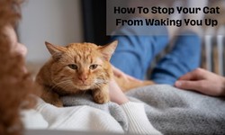Why Does My Cat Wake Me Up in the Morning?