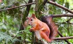 Squirrel Pest Control: Outwitting Your Nutty Nemesis