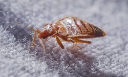 Transforming Homes: The Power of Bed Bug Control Experts in Queens