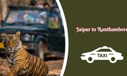 By taxi, explore the wilds of Jaipur and Ranthambore