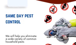 24-Hour Pest Control: Say Goodbye to Pests Today