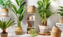 10 Best Low-Maintenance Indoor Plants to Brighten Your Office