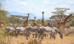 Exploring the Extraordinary: The Allure of Luxury Safaris in Kenya