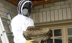 Wasp Vanish: Speedy and Effective Wasp Control Services