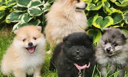 Montreal, Canada: Unleashing Joy: Puppies for Sale