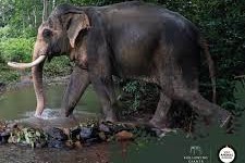 Attraction Koh Lanta Elephant Sanctuary