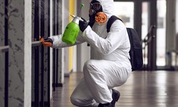 The Ultimate Guide to Mold Remediation Services