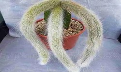 Monkey Tail Cactus: A Fascinating Succulent Wonder