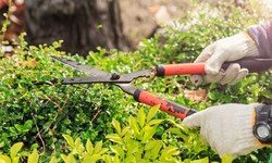 Embracing the Green: A Comprehensive Guide to Lawn Care Service in High Springs