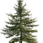 Evergreen Coniferous Trees: Guardians of Greenery and Resilience