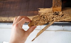 Unrivaled Expertise in Wood Destroying Insects Inspection: Kreshco's Commitment