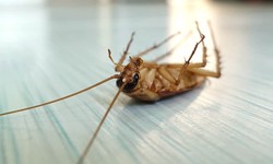Pest Control Effective Cockroach Treatment in Melbourne for a Roach-Free Home