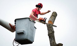 Secure by Nature: Enhancing Landscapes with Tree Cabling Services