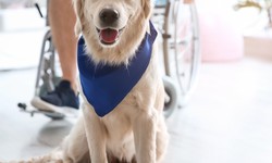 Who is Eligible for Assistance from Psychiatric Service Dogs?