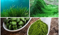 Zenith Blue Organics: Spirulina Infused with Tranquility