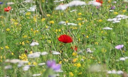 Nature's Tapestry: Decorating the Community Areas with Wildflower Turf