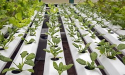 Best Organic Hydroponic Spinach Production in Agra, India Using Vermiculite and Vermi Compost from Tishika Organic