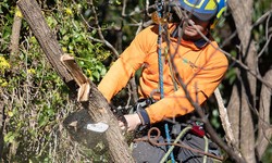 Top reasons to hire experts for Tree Removal Turramurra