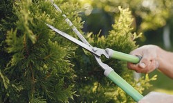 What Improvements Can You Expect With Professional Tree Lopping Services Sydney Services?
