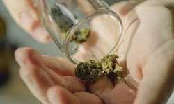Reasons to purchase marijuana from Weed Shop Washington, DC
