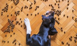 Crunch Time: Unveiling the Top Picks for Dog Dry Food in the UK