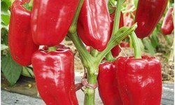 When to plant hot pepper seeds uk