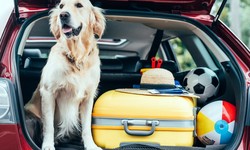 Why Choose Ground Transportation for Pets with Health Concerns