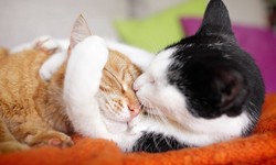 The Silent Symphony: Decoding How Cats Express Love