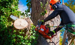 Tree Service Solutions For Noise Reduction In Urban Environments