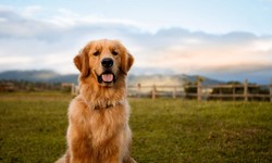 Large Breed Dogs: Understanding, Care, and Choosing the Right Companion