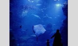 Exploring the Wonders of Acrylic Aquariums