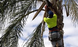 What to Choose: DIY and professional tree cutting?
