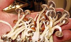 Investigating Mushroom Dispensaries for Depression Treatment