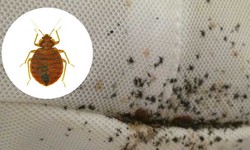 DIY Bed Bug Detection Methods AT Home