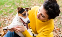 Navigating Emotional Support Animal Rights: A Comprehensive Guide to New York State Laws