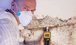 Unveiling Excellence: Your Guide to Finding Top-notch Mold Remediation Services Near Me