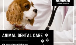 Guide to Animal Dental Care for Your Dog or Cat Post Oral Surgery