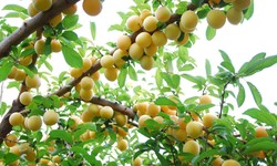 6 Essential Tips for Selecting and Buying Fruit Trees for Your Garden