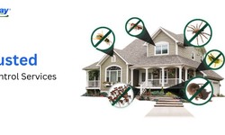 Protecting Your Home: The Importance of Trusted Pest Control Services
