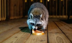 From Bandit Masks to Removal Plans: Toronto's Raccoon Chronicles