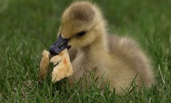 "Quacking the Code: What Do Ducks Eat? A Feathery Culinary Guide"