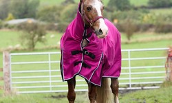 How Should I Care for Horse Rugs? A Complete Guide