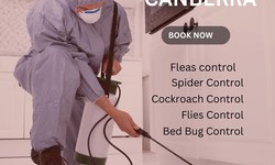 How to Safeguard Your Space: Pest Control Service in Canberra